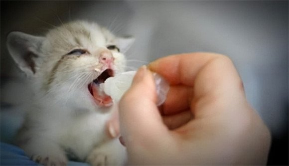 2个月的小猫怎么喂养 2个月的小猫怎么喂养