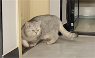 猫想进房间一直叫怎么办
