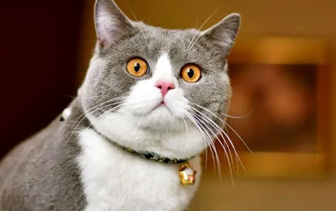 为什么人会不由自主地觉得猫可爱? 为什么人会不由自主地觉得猫可爱?