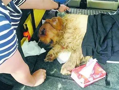 淘气挠坏别人车漆,金毛被主人用擀面杖打到吐血重伤…还被抛弃! 淘气挠坏别人车漆,金毛被主人用擀面杖打到吐血重伤…还被抛弃!