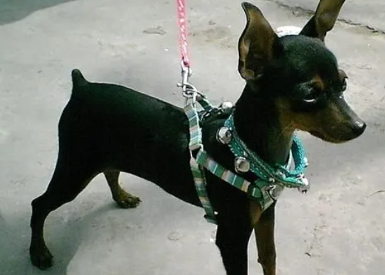 韩国名犬名狗的品种