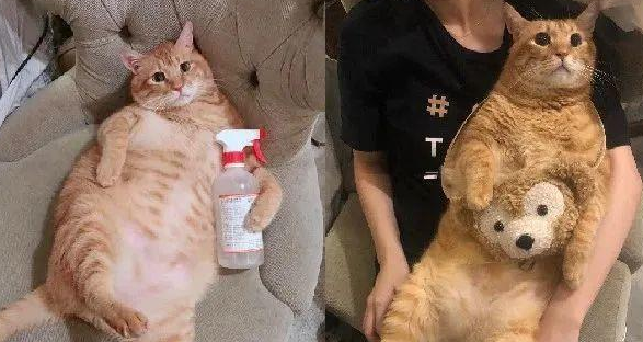 75%酒精能杀死猫瘟病毒吗