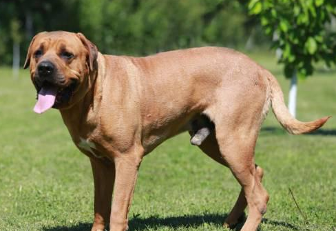 士佐犬可以长多高啊