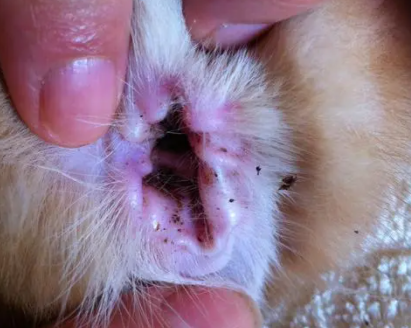 2个月小猫耳朵里面很脏 2个月小猫耳朵里面很脏