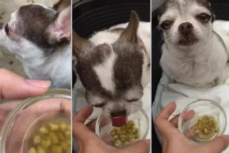 狗可以吃绿豆吗