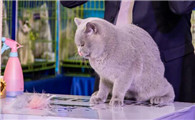 cfa赛级猫