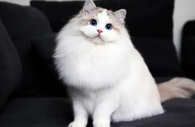 超级难养的4种猫,一个比一个难养!快看看你家养了吗? 超级难养的4种猫,一个比一个难养!快看看你家养了吗?