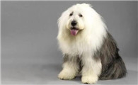 十大巨型犬排行图片