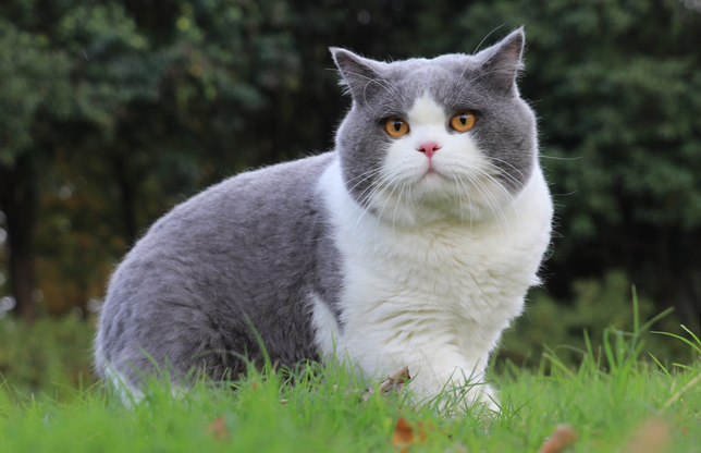 梅西猫是啥品种 梅西猫是啥品种