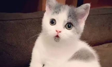 惊讶猫怎么养