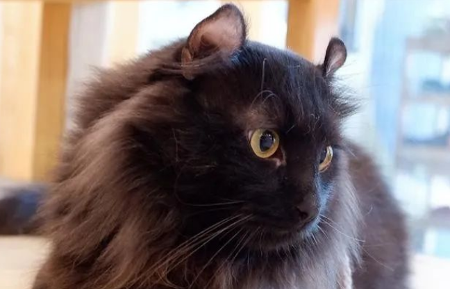 黑色猫都有哪些品种?一文带你走进神秘猫界 黑色猫都有哪些品种?一文带你走进神秘猫界