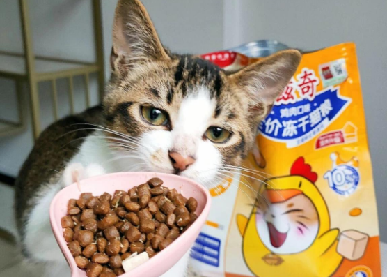 滋奇猫粮怎么样 滋奇猫粮怎么样