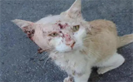 猫受伤后不吃不喝怎么办