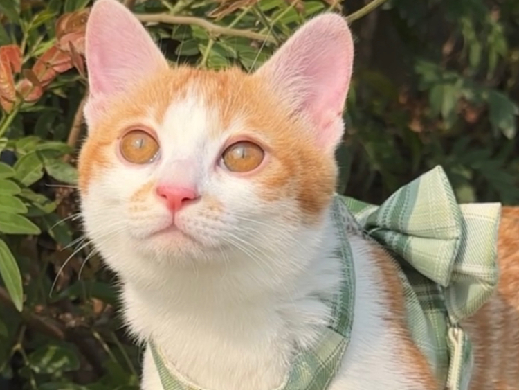 猫咪打完止吐针还一直呕吐,该怎么办?养护方法有哪些? 猫咪打完止吐针还一直呕吐,该怎么办?养护方法有哪些?