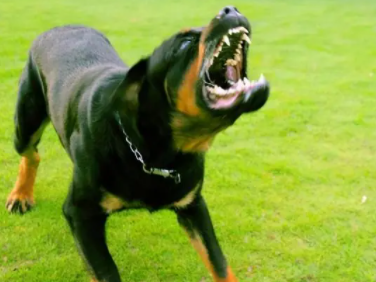 城市不禁养的护卫犬