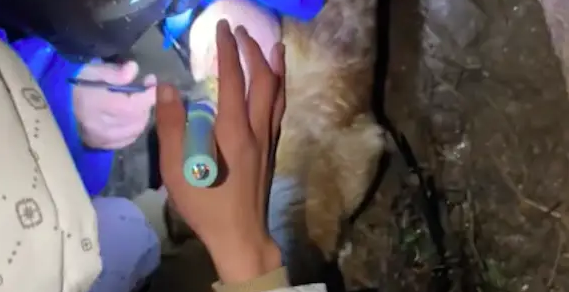 柯基被锁在栏杆上两天,冻得发抖都发烧了,女生果断找开锁匠救狗 柯基被锁在栏杆上两天,冻得发抖都发烧了,女生果断找开锁匠救狗