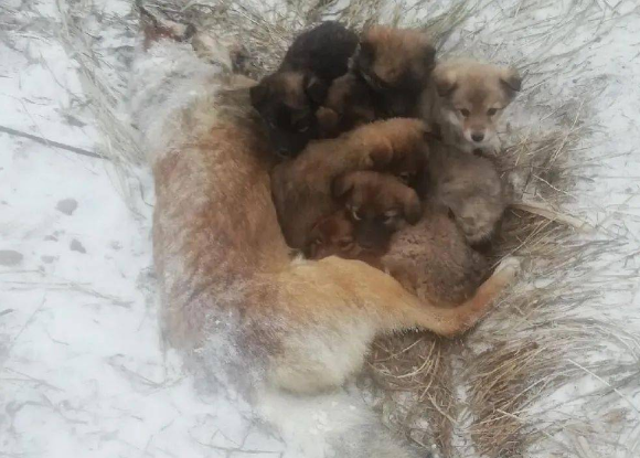 流浪狗妈妈零下20度被冻死在雪地,用身体温暖怀中7只幼崽! 流浪狗妈妈零下20度被冻死在雪地,用身体温暖怀中7只幼崽!