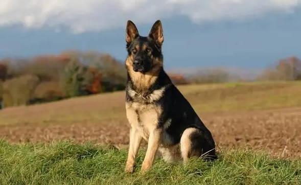 部分4是军犬服从训练 部分4是军犬服从训练