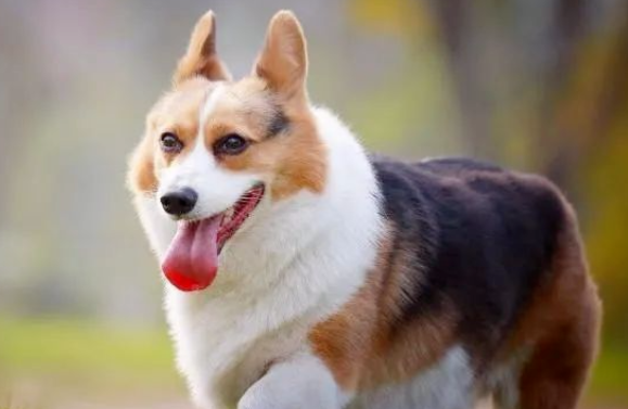 养狗,首选柯基犬,这5大好处不可忽略 养狗,首选柯基犬,这5大好处不可忽略