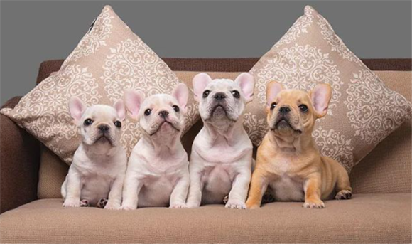 2个月的斗牛犬怎么养 2个月的斗牛犬怎么养