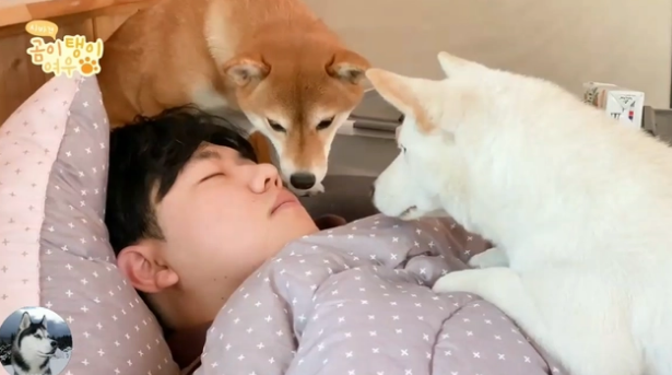3只柴犬从小睡主人身上,长大后悲剧了,还当自己是奶狗呢 3只柴犬从小睡主人身上,长大后悲剧了,还当自己是奶狗呢