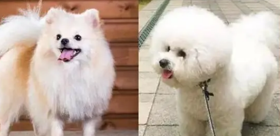 俊介和比熊有什么区别 俊介和比熊有什么区别