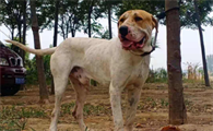库达犬的体型特征优缺点