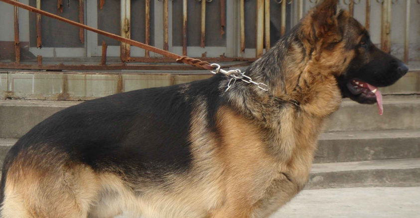 黑背犬吃什么家养的