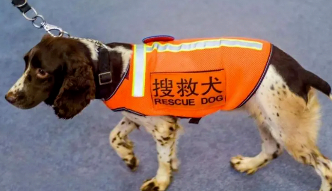 搜救犬叮当真实事件原型怎么样