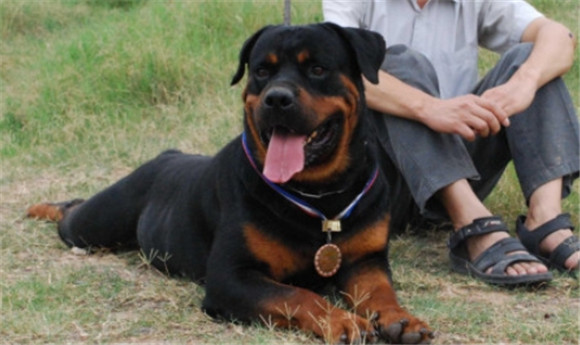 看家护卫犬不乱咬人的 看家护卫犬不乱咬人的