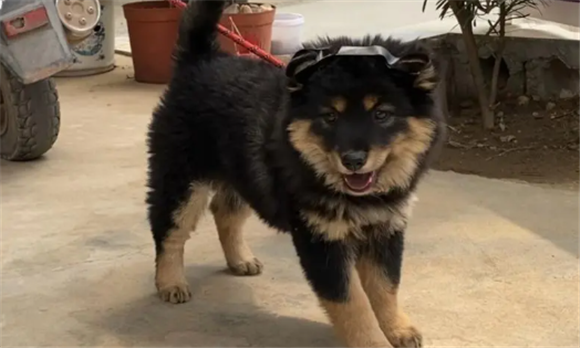 铁包金的狗都有什么品种