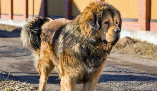 库达犬和藏奏哪个厉害 库达犬和藏奏哪个厉害