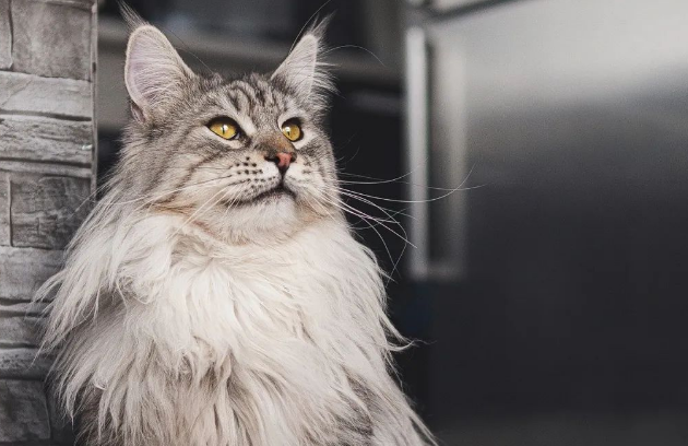 猫不想养了怎么处理最好 猫不想养了怎么处理最好