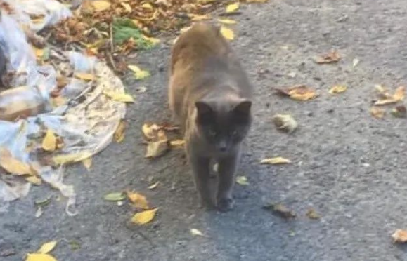 流浪猫遇投食竟跑开,几秒后带小姐妹回来:可以一起吗? 流浪猫遇投食竟跑开,几秒后带小姐妹回来:可以一起吗?