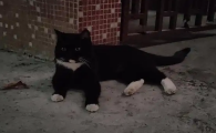 白脚黑猫进入家有什么事