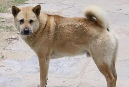 中国本土犬种的特点 中国本土犬种的特点