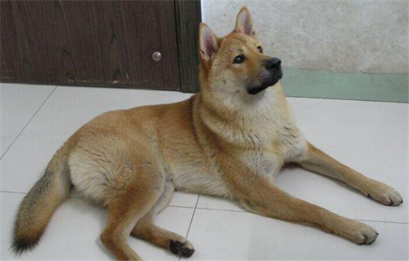 中华田园犬长大是什么样子的