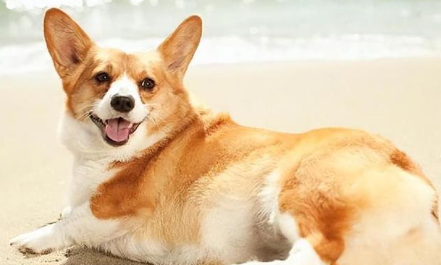 最适合小孩养的犬种