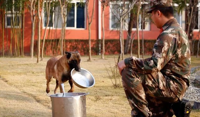 军犬伙食标准中国一天多少钱最新
