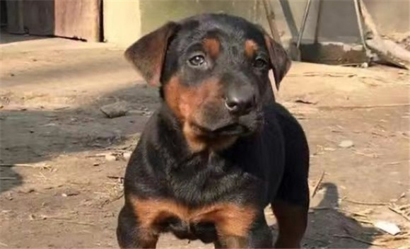 莱州红犬容易咬人吗