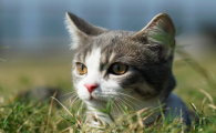猫要拉屎的前兆