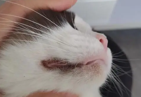 猫咪下巴黑黑的,猫咪黑下巴怎么办? 猫咪下巴黑黑的,猫咪黑下巴怎么办?