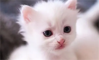 老祖宗建议:有这几种特征的猫,往往是白眼狼,尽量不要养