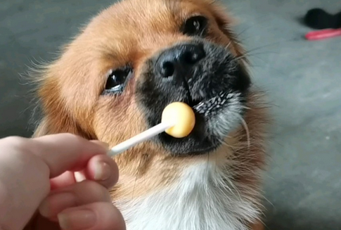 狗可以吃糖吗