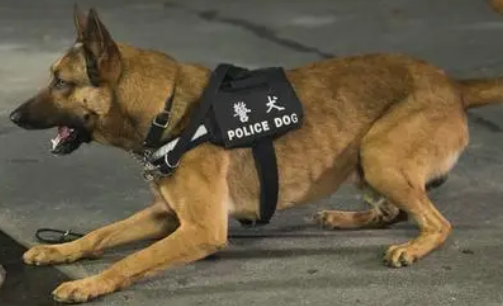 警犬来啦爱犬昏迷大结局