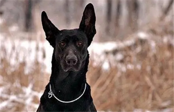 黑狼犬是不是烈性犬