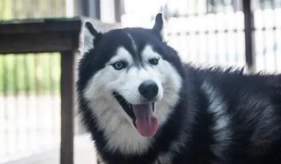 狗狗智商排行榜，第一名竟是它！