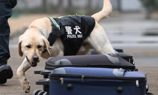 如何领养退役警犬