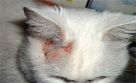 猫藓买什么药膏涂
