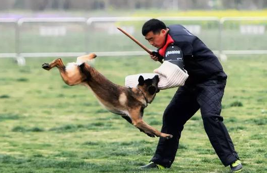 护卫犬训练科目有哪些内容项目呢